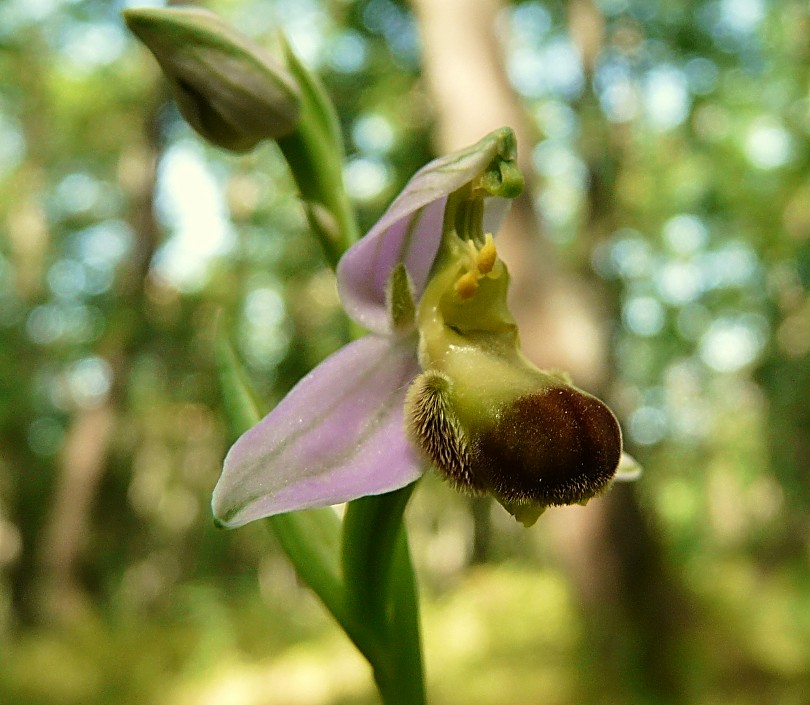 Ophrys apifera bicolor....